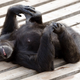 A chimp (not Bubbles) hangs out at the Chimp Haven sanctuary in Keithville, LA. Photo by Brandon Wade/AP Images for the Humane Society of the United States and Chimp Haven.